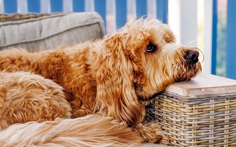fluffy dog resting on porch