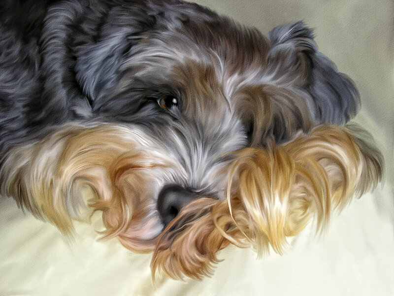 Fluffy Dog Resting