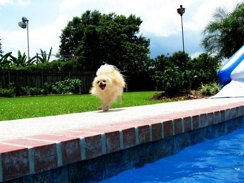 Fluffy Dog Running — Blue