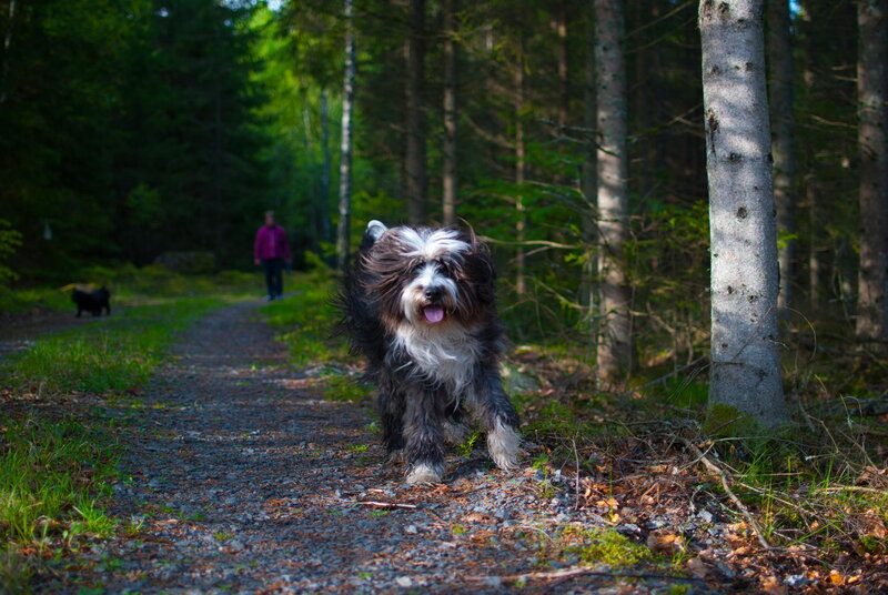 Fluffy Dog Running — Green