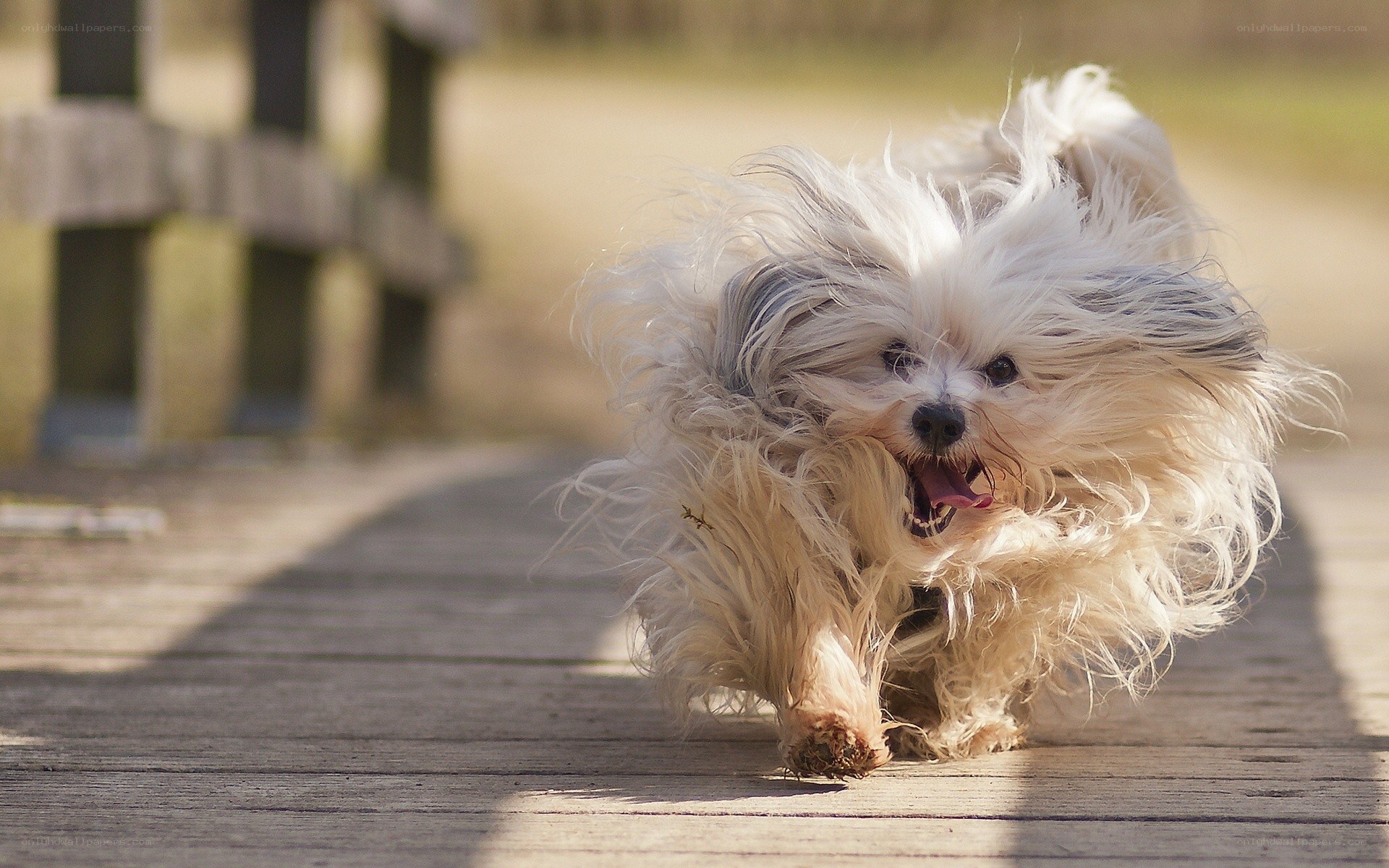 fluffy dog running on boardwalk