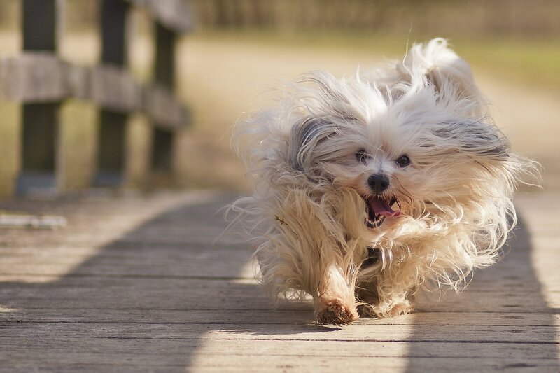 fluffy dog running on boardwalk