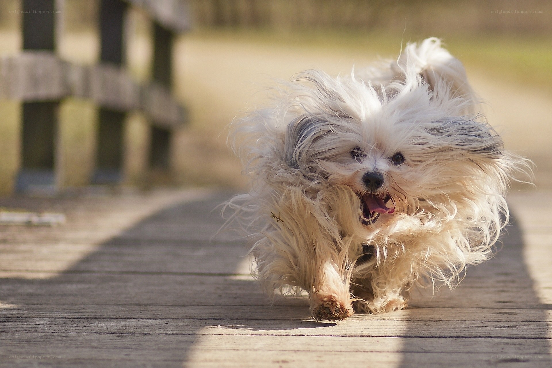 fluffy dog running on boardwalk