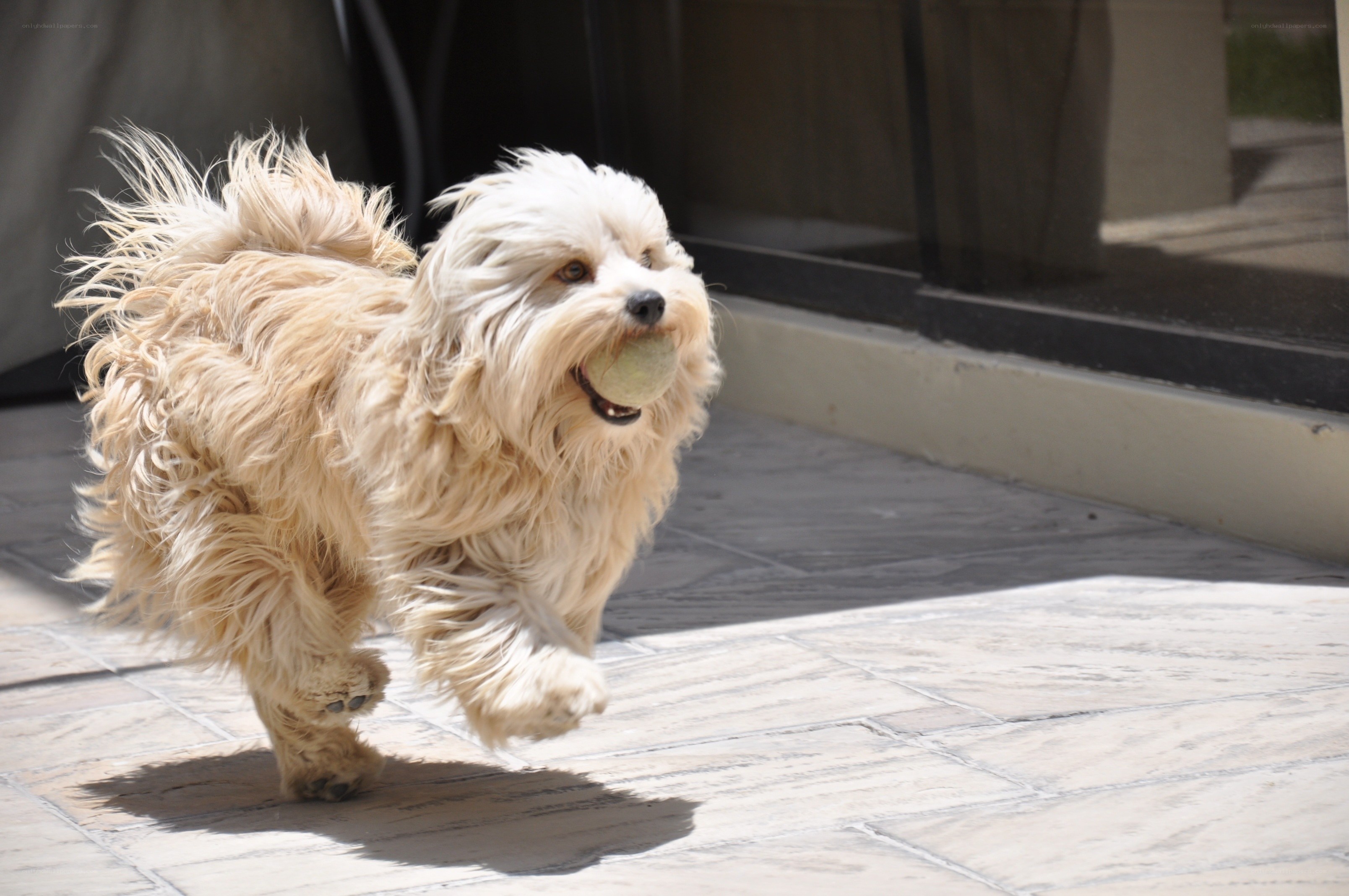 fluffy dog running with ball