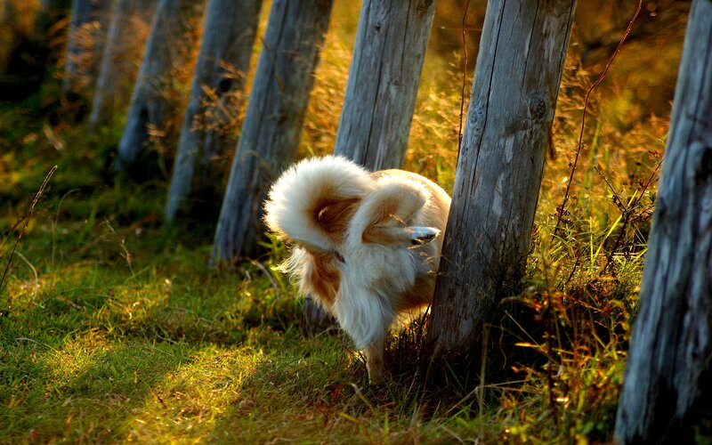 Fluffy Dog Scratching