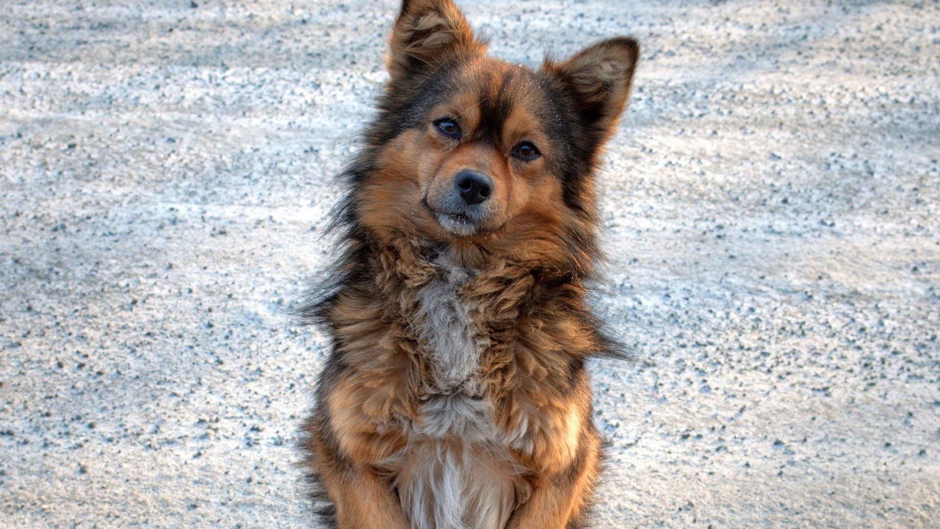 fluffy dog sitting on gravel