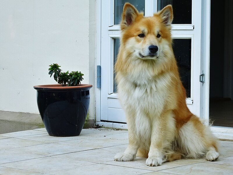 fluffy dog sitting outside
