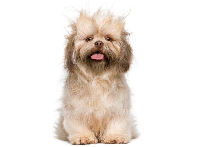 Fluffy Dog Sitting