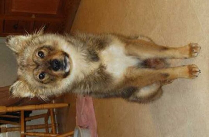 Fluffy Dog Sitting Upright