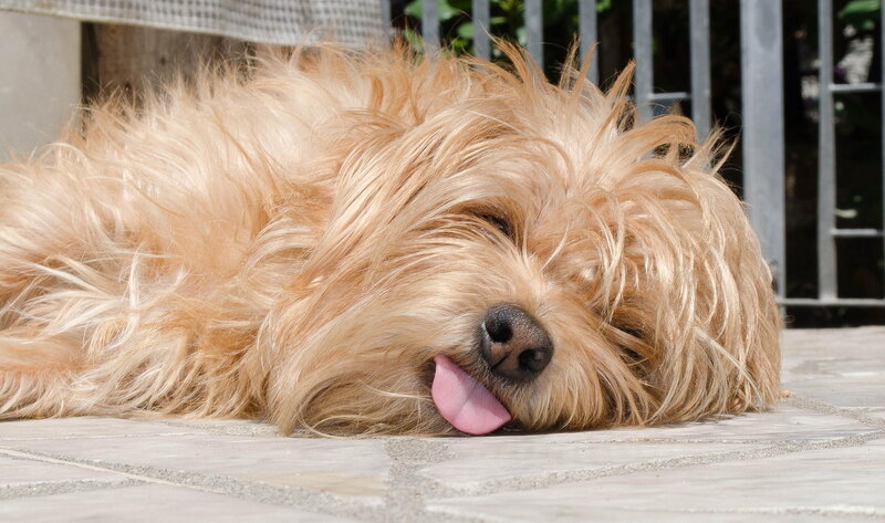 Fluffy Dog Sleeping
