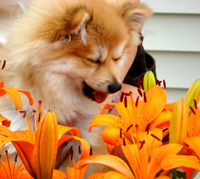Fluffy Dog Sniffing Lilies
