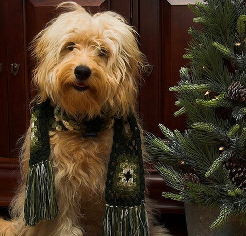 Fluffy Dog Wearing Scarf