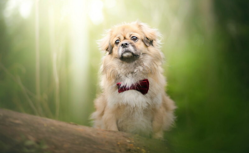 Fluffy Dog with Bowtie