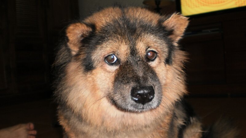 Fluffy Dog with Brown and Black Fur