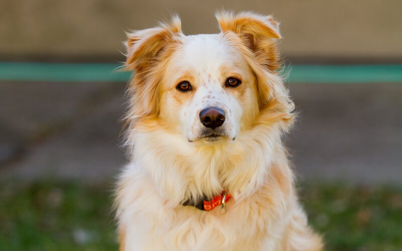 Fluffy Dog with Brown Ears