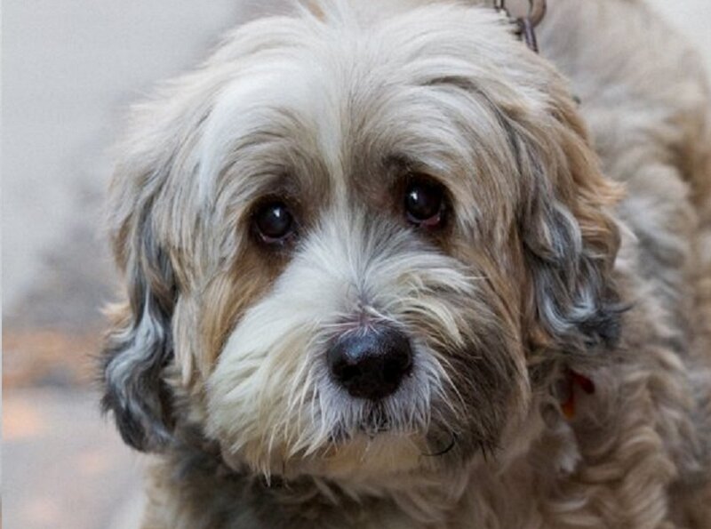 Fluffy Dog with Brown Eyes — White