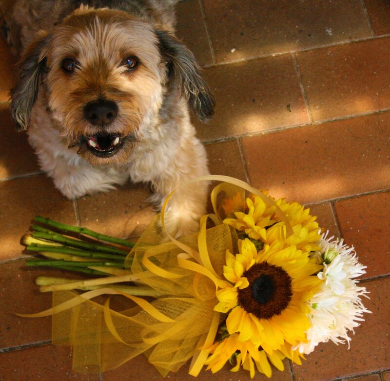 Fluffy Dog with Flowers