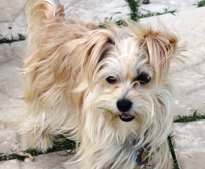 fluffy dog with grass in mouth