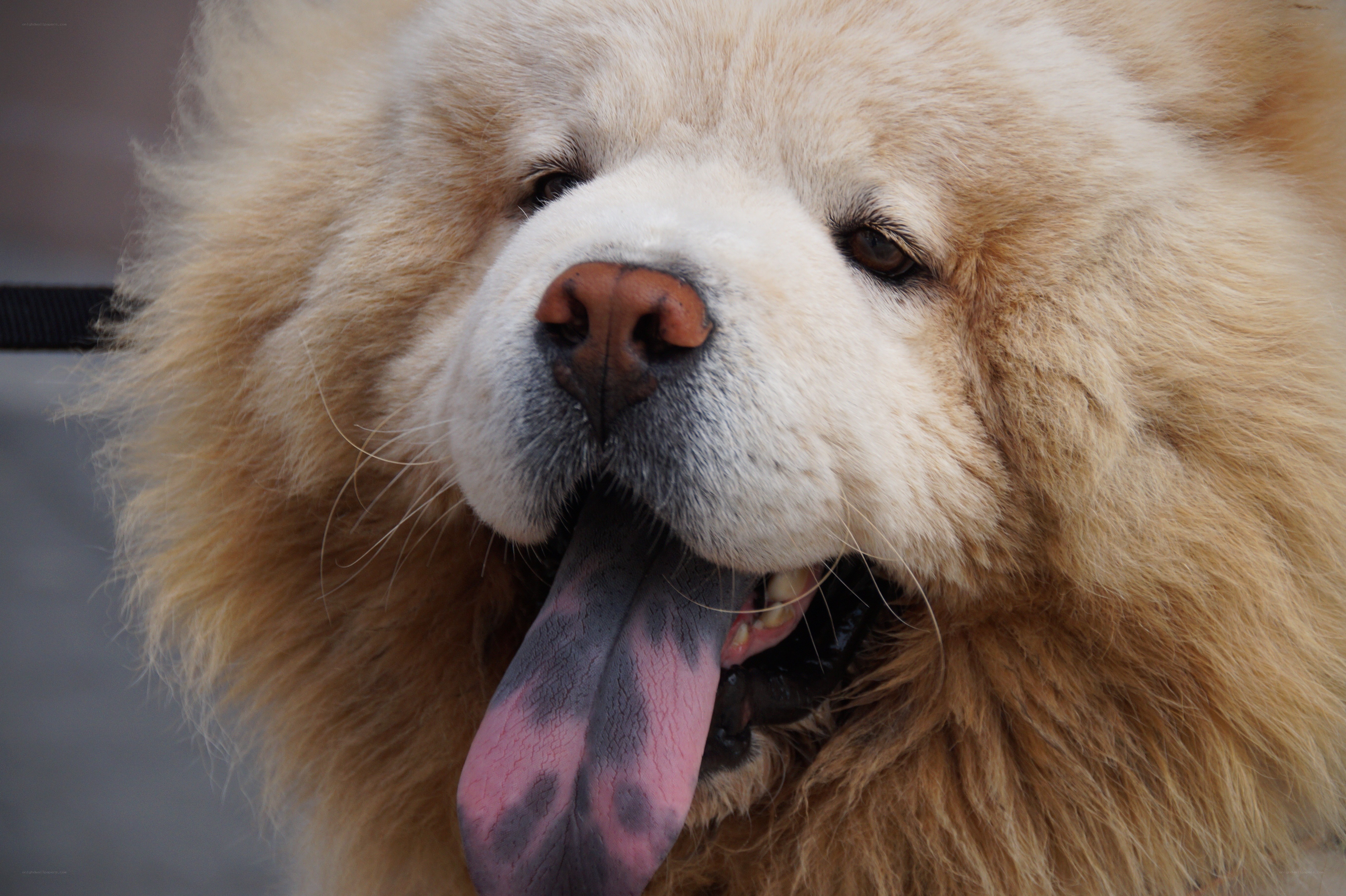 fluffy dog with long tongue