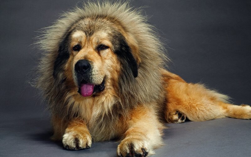 fluffy dog with mane