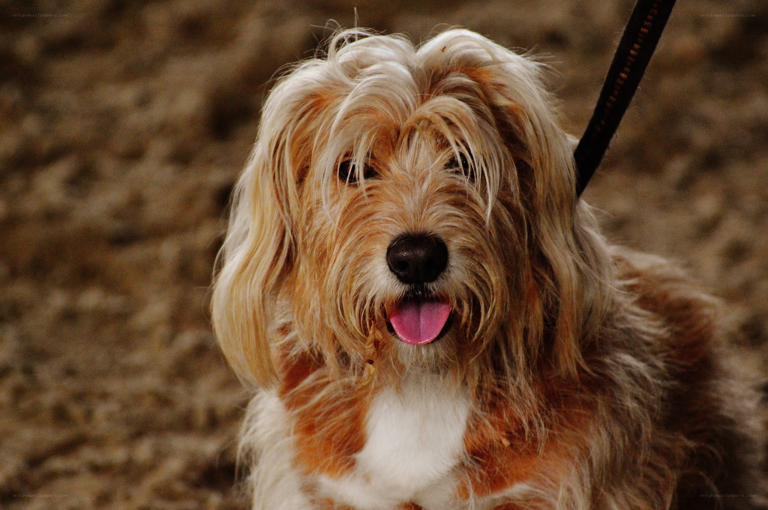 fluffy dog with tongue out