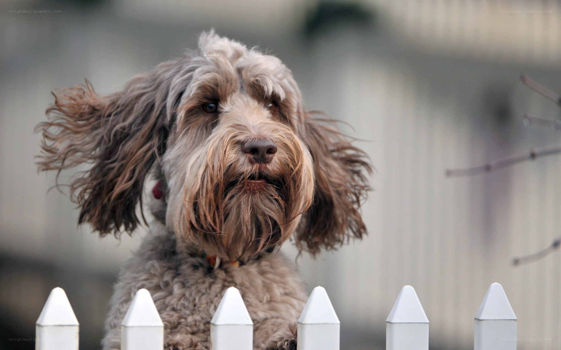fluffy dog with windblown fur