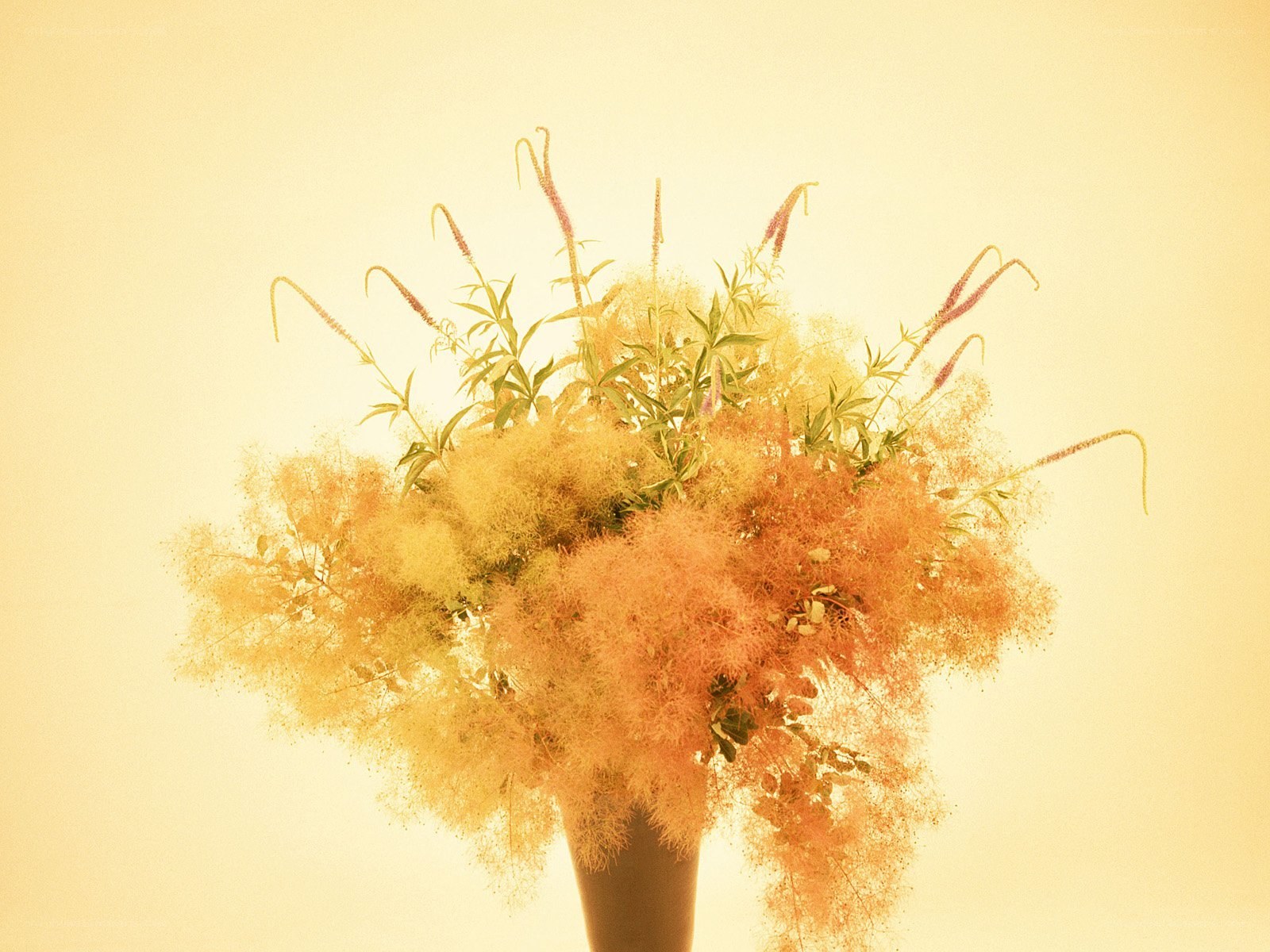 Fluffy flowers in a vase