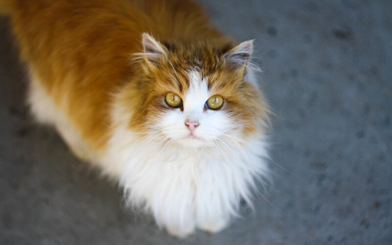 Fluffy Ginger and White Cat
