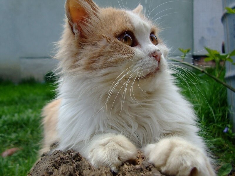 Fluffy Ginger-and-white Cat — White