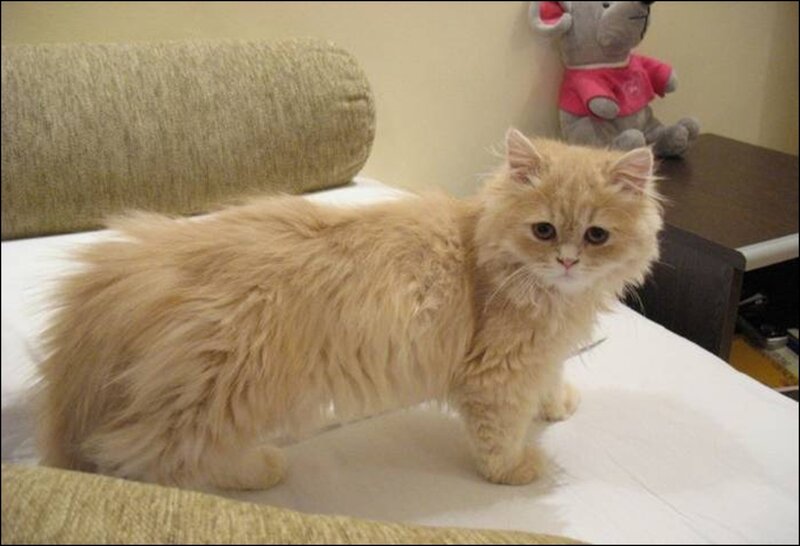 Fluffy Ginger Cat — Beige