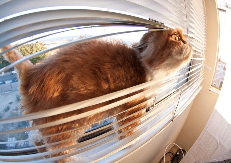 Fluffy Ginger Cat — Brown, Calm, Afternoon