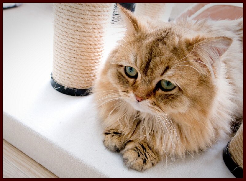 Fluffy Ginger Cat — Brown, Calm, Morning, Photograph