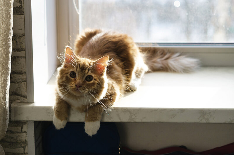 Fluffy Ginger Cat — Brown, Calm, Morning, Photograph, Window