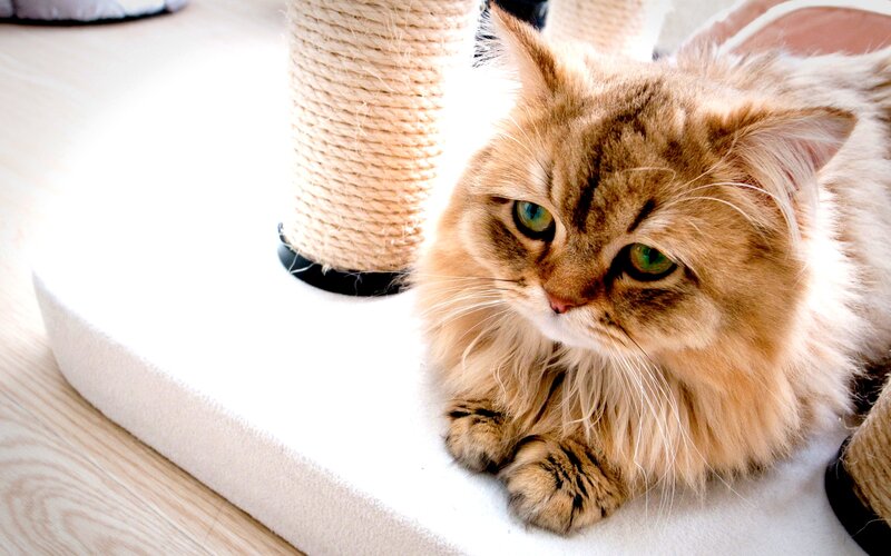 Fluffy Ginger Cat — Brown, Calm, Morning