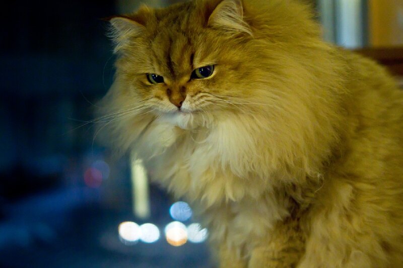 Fluffy Ginger Cat — Brown, Calm, Night