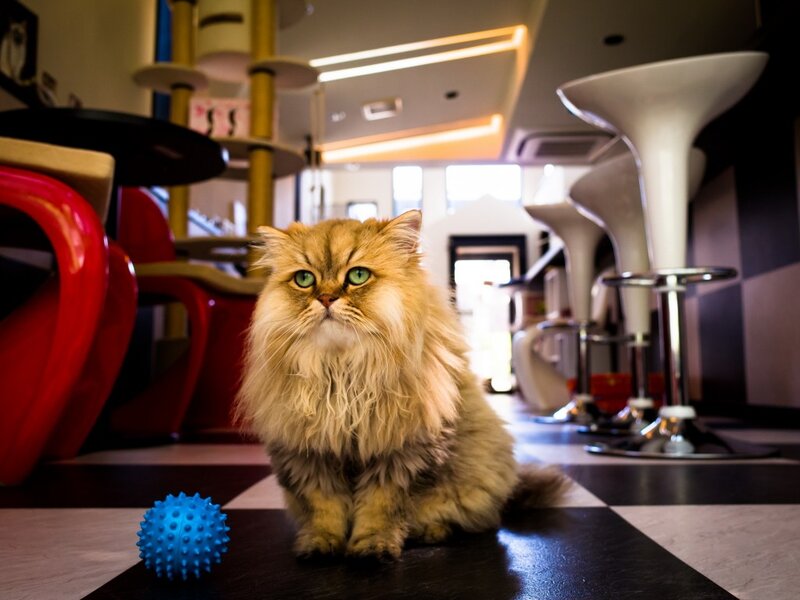 Fluffy Ginger Cat — Brown, Calm, Photograph, Ball
