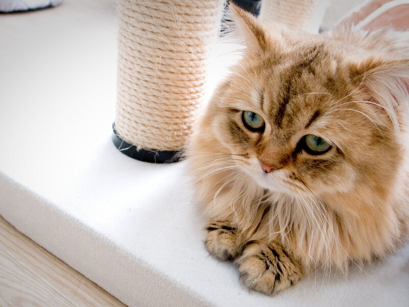 Fluffy Ginger Cat — Brown, Calm, Photograph, Cat Tree, Floor