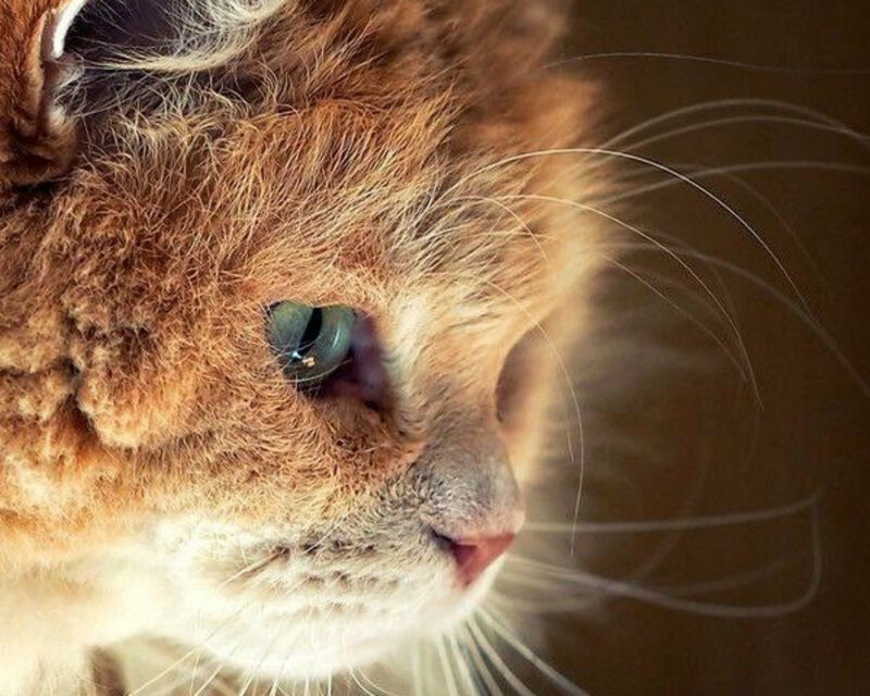 Fluffy Ginger Cat — Brown, Calm, Photograph, Eye