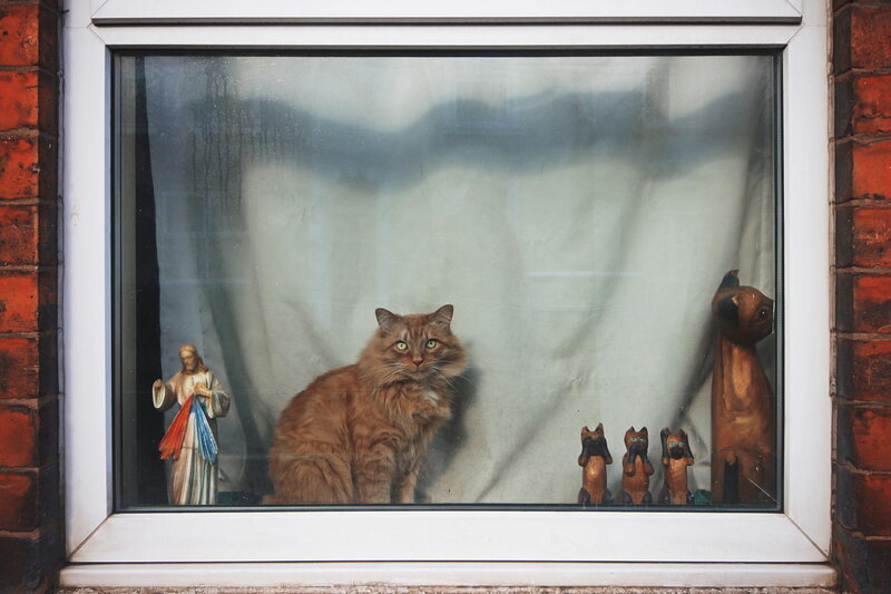 Fluffy Ginger Cat — Brown, Calm, Photograph, Statue of Jesus