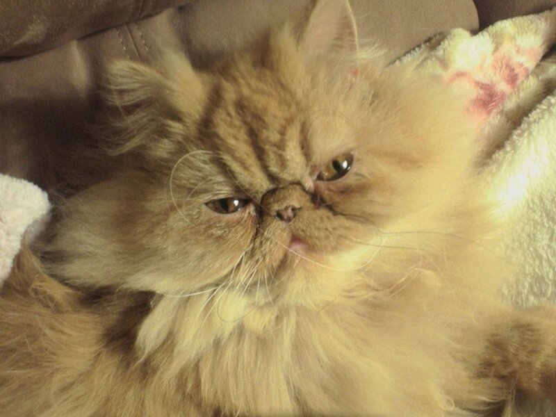 Fluffy Ginger Cat — Brown, Calm, Photograph