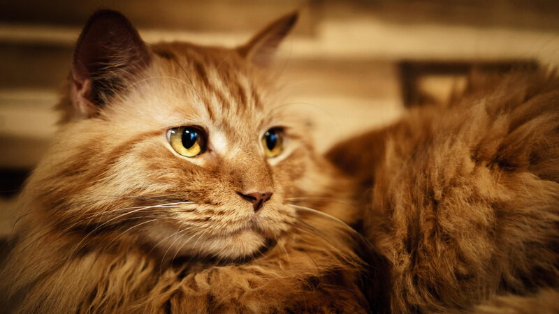 Fluffy Ginger Cat — Brown, Calm, Photograph, Whiskers, Yellow Eyes