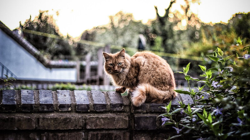 Fluffy Ginger Cat — Brown, Calm, Sunset