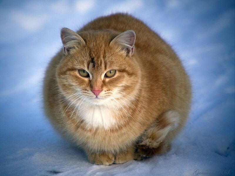 Fluffy Ginger Cat — Brown, Calm