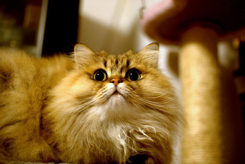 Fluffy Ginger Cat — Brown, Curious, Photograph