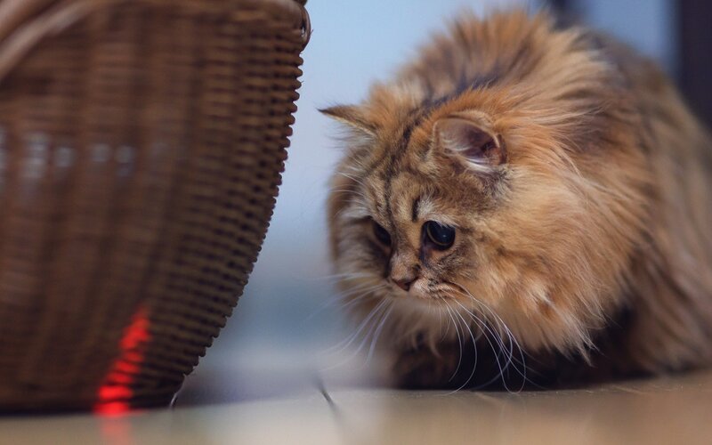 Fluffy Ginger Cat — Brown, Curious