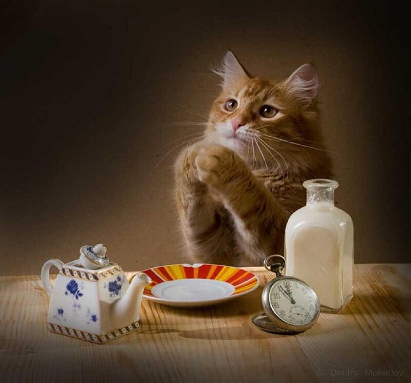 Fluffy Ginger Cat — Brown, Dramatic, Photograph
