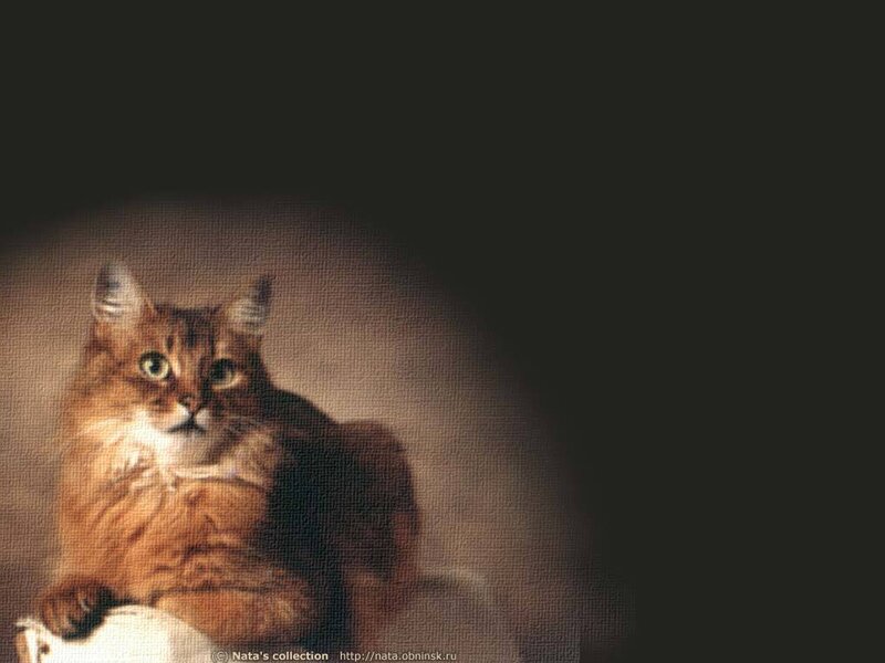 Fluffy Ginger Cat — Brown, Dramatic