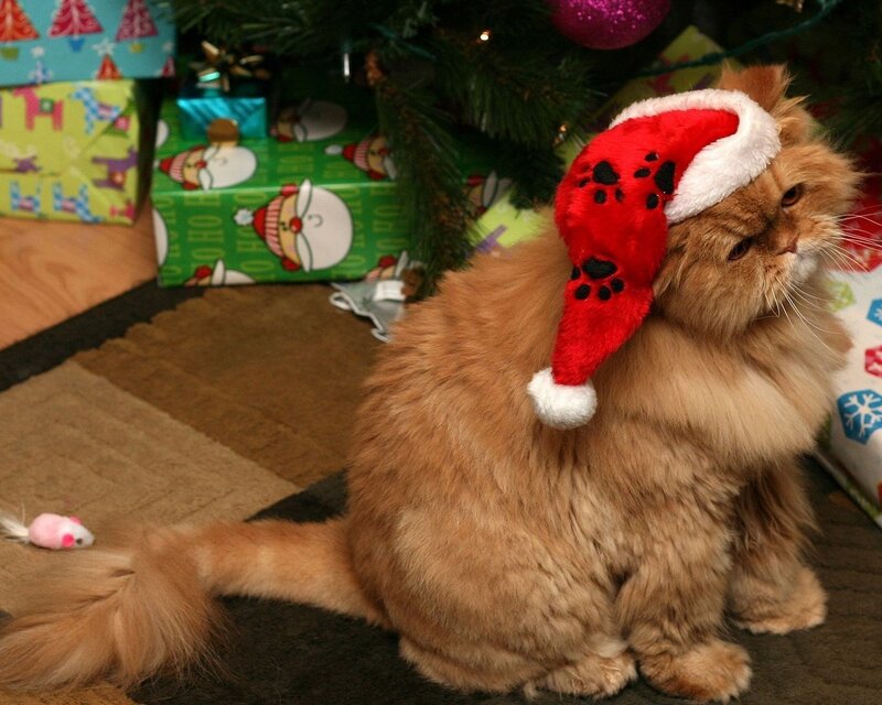 Fluffy Ginger Cat — Brown, Festive