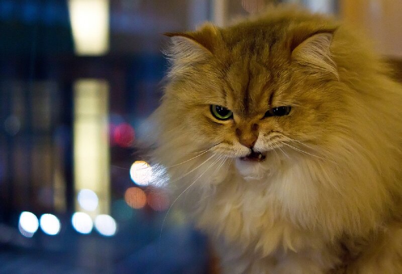 Fluffy Ginger Cat — Brown, Intense