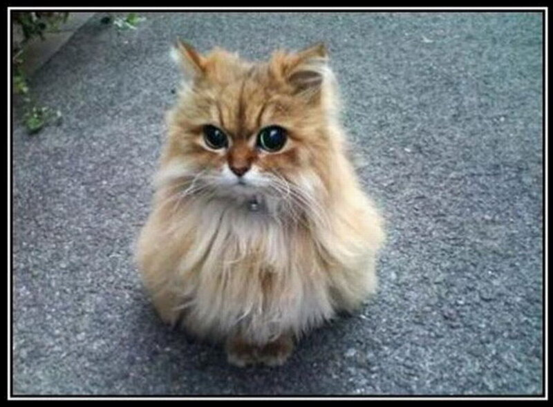 Fluffy Ginger Cat — Brown, Neutral